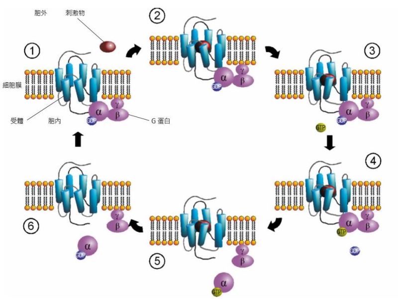 為什麼要G蛋白偶合受體？