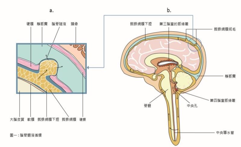 中樞神經系統中的淋巴管vol.46原來你一直都在