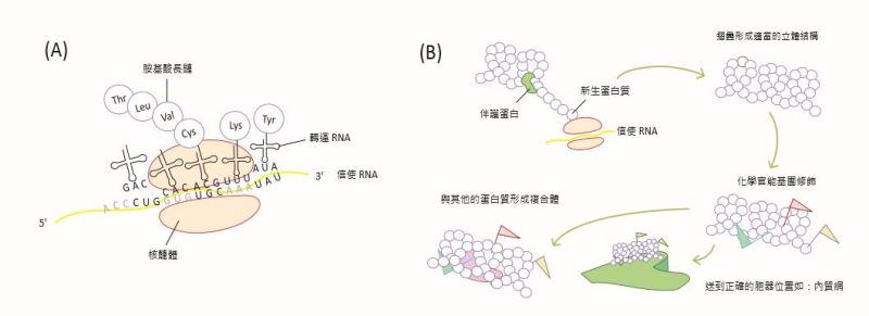 除錯、修復一把罩─細胞內的蛋白質品管系統