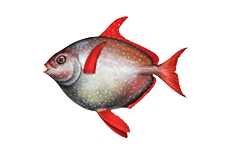 月魚真的是溫血魚類嗎？