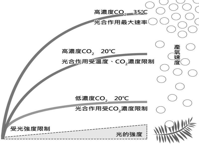 光合作用的「暗反應」與「光」無關嗎？照亮暗反應 