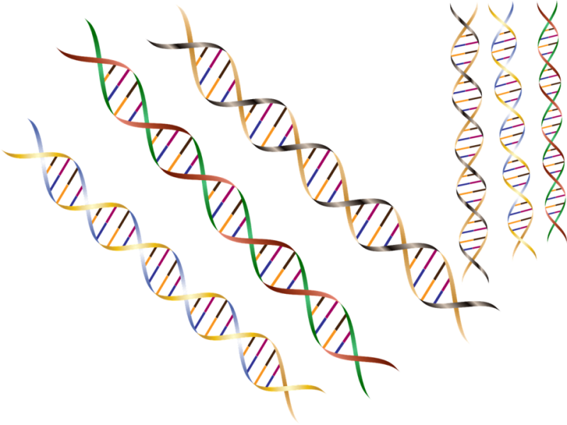DNA複製如何不出亂子？