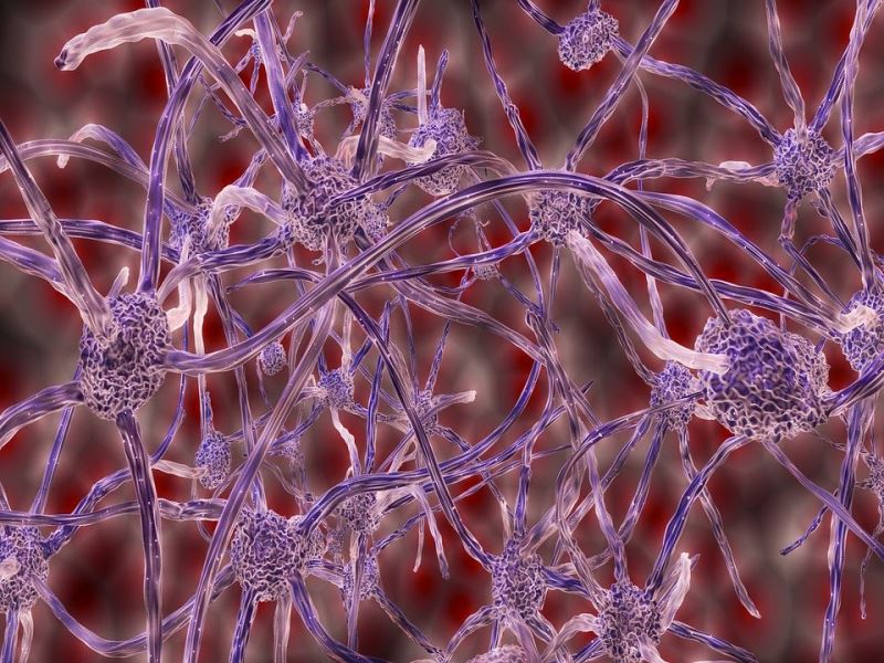 剖析靈長類動作的神經網路 找到相關疾病機轉與解方