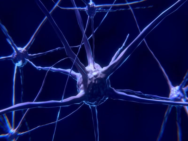 解開神經細胞調控的分子生物機制