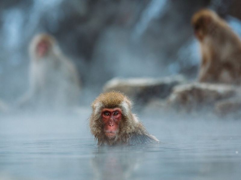 靈長類動物的研究