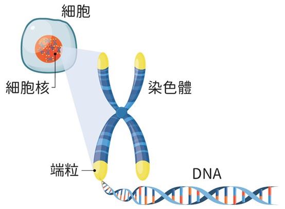 從中心法則談遺傳學研究的演進