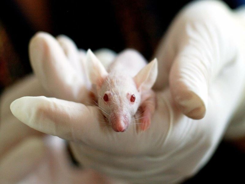 宇宙射線對於小鼠精子的影響