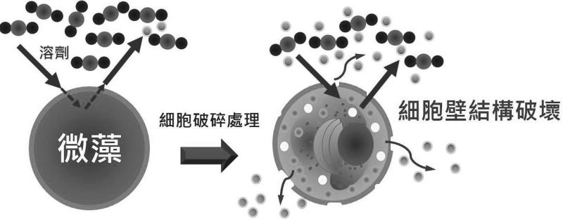 微小世界的巨星 微藻與其防線突破