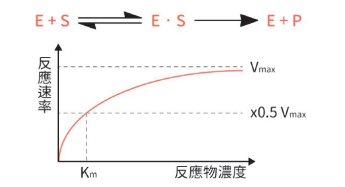 酶有問題才是大問題！