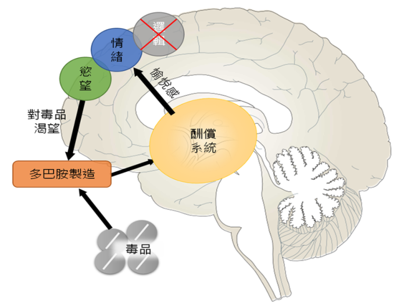 HOW「毒」YOU「毒」？ - 科學月刊Science Monthly