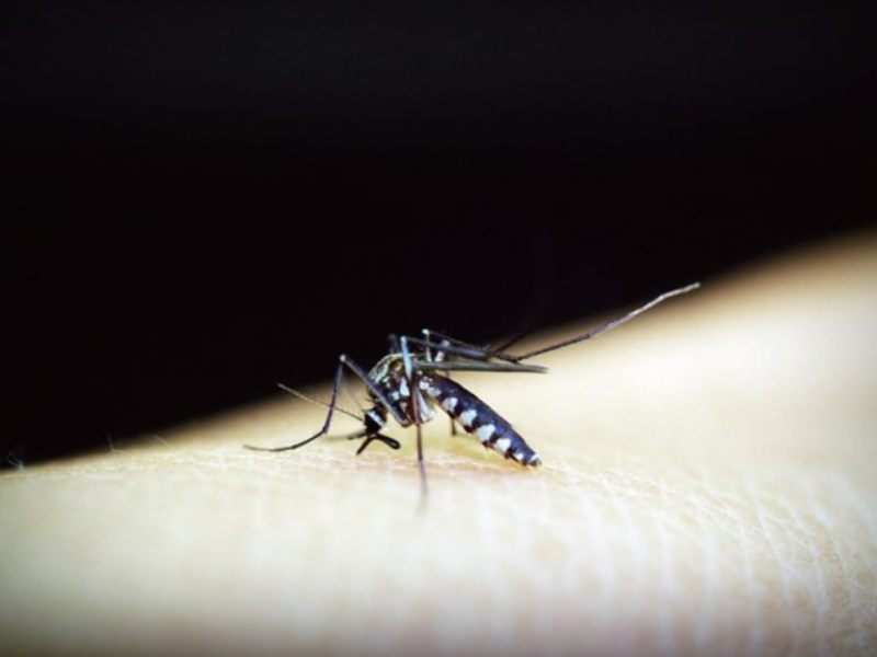 COVID-19疫情人人自危，但請勿忽略登革熱的侵襲——全球與臺灣流行病學、病媒蚊與防治策略