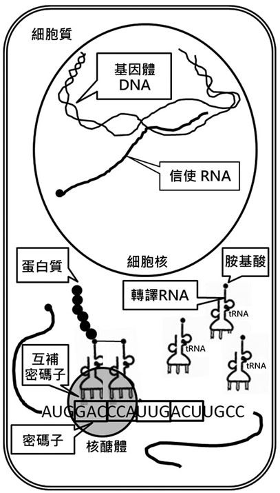 地球生命體再進化的可能性：從創造遺傳訊息新「字母」說起