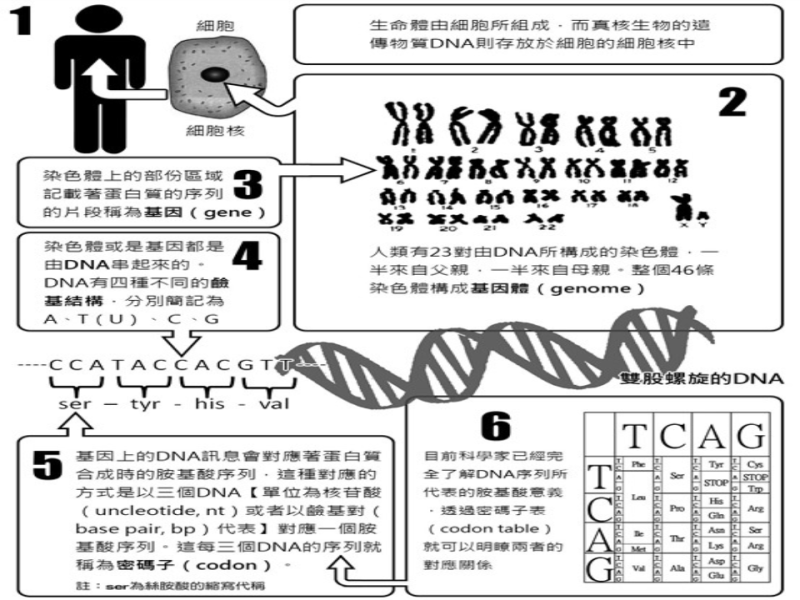 從分子生物技術來談基因改造物種 