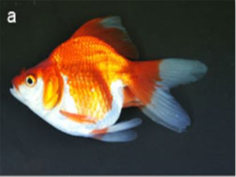金魚雙叉尾發育的關鍵基因