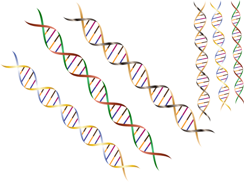 解開突破DNA 配對準則之謎