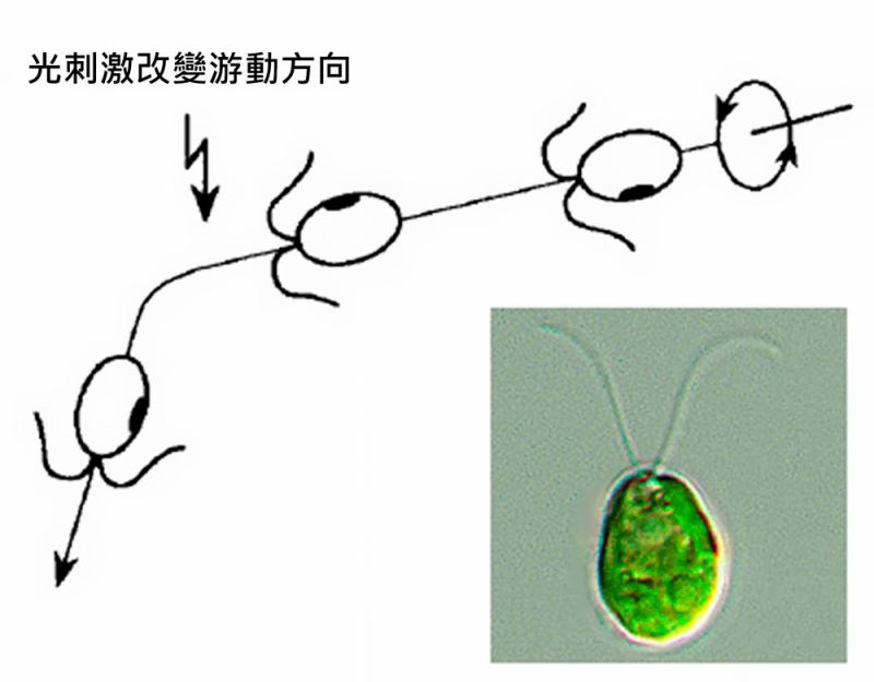 從單胞藻到腦神經細胞