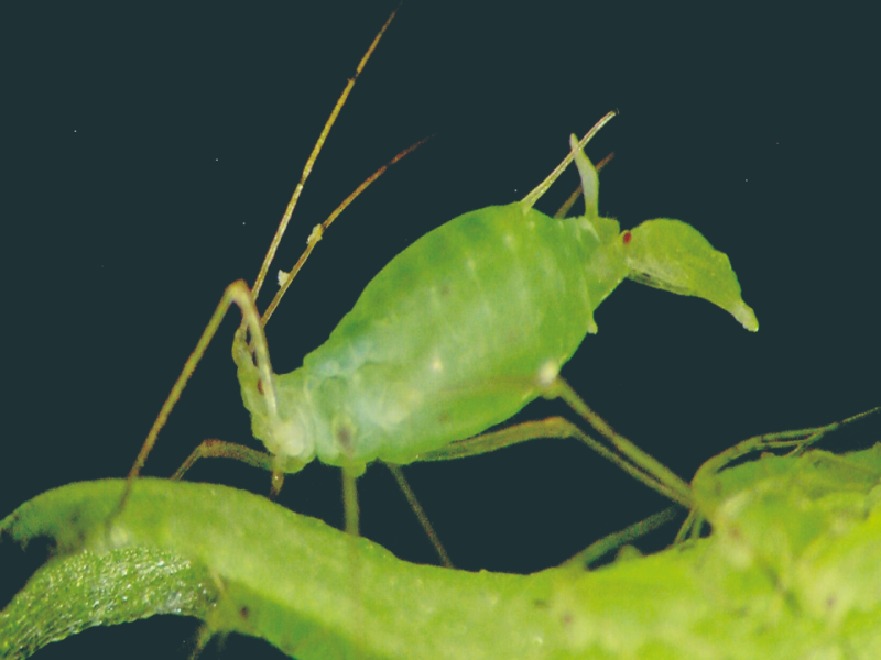 住在蚜蟲體內的「鐘樓怪人」—談其生殖與發育