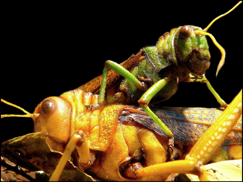 不只是人類，昆蟲也有慢性疼痛？