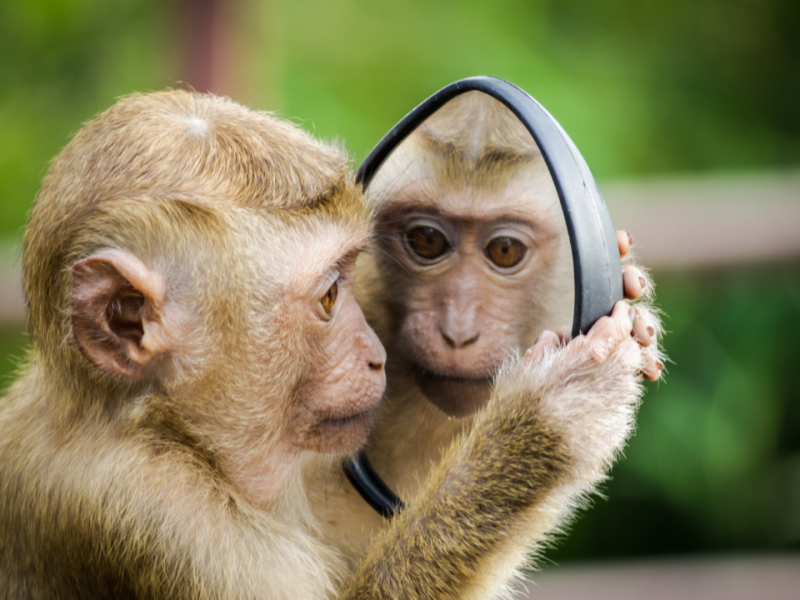 別被自己給嚇到啦─動物也認得鏡子裡的自己嗎？