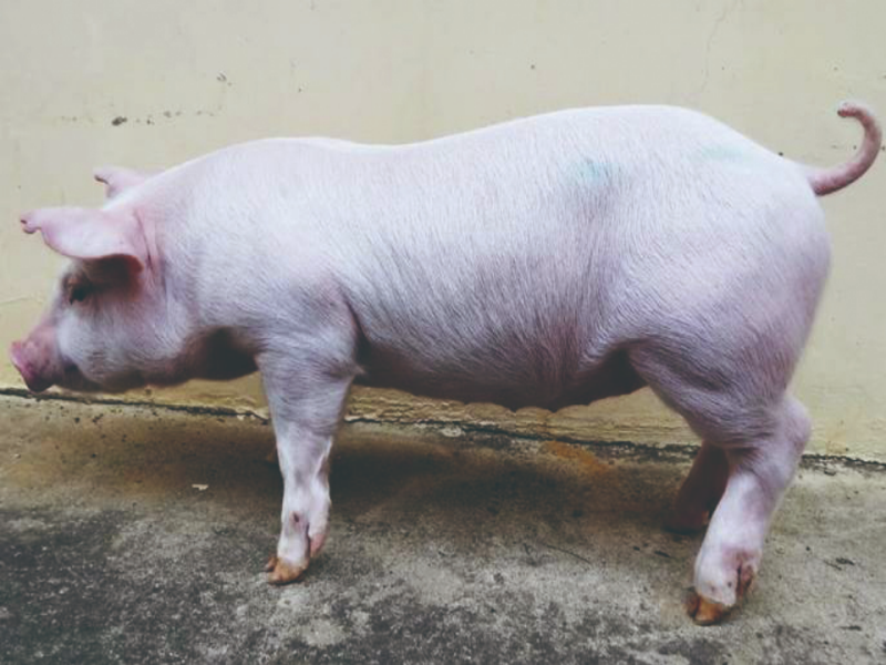 在玩轉基因之後 豬為人類帶來哪些醫學希望？