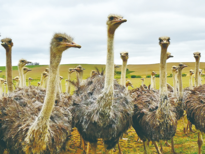 世界上還有比鴕鳥更大的鳥類？