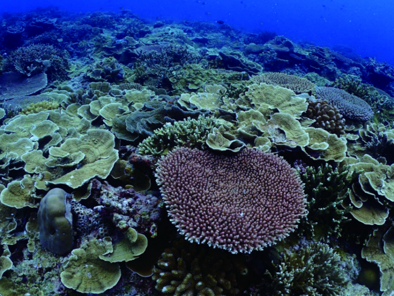 全球海洋生物遷徙－臺灣海峽海洋生物遷徙的中繼站