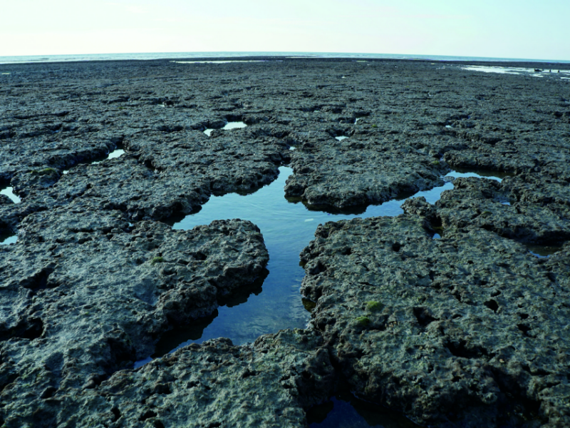 神秘藻礁建築團隊－殼狀珊瑚藻的多樣性與生態