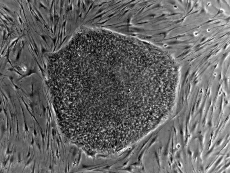 多能性幹細胞