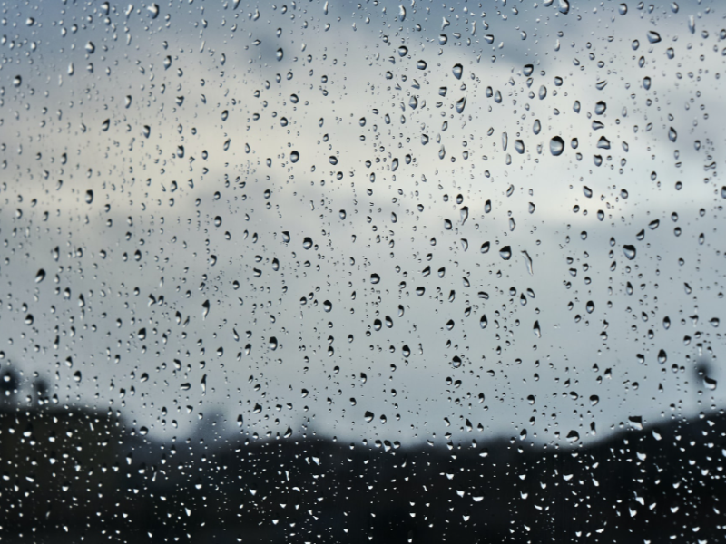 誰說我只會躲雨！ 動物們的避雨「超能力」