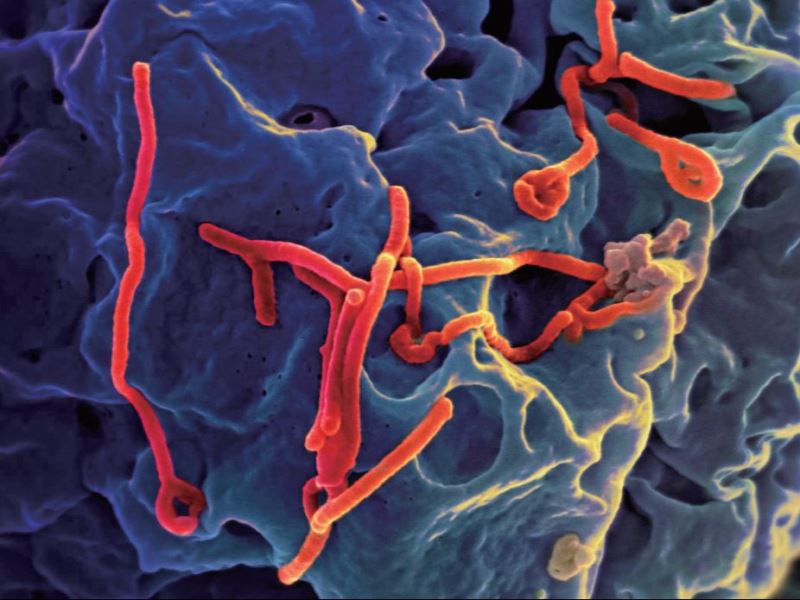 環狀包圍策略下的對抗—伊波拉疫苗