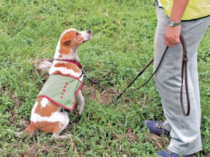 偵測犬把關，讓入侵物種無所遁形！