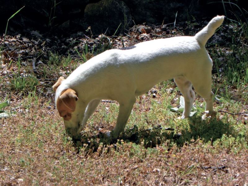 美食、病害、過敏原都逃不過牠的鼻子！真菌偵測犬