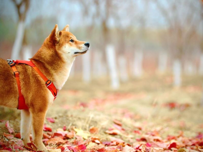 化學物質也能聞 揪出農藥的化學物質偵測犬