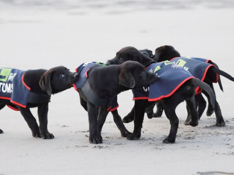 臺灣國門的守護者：海關緝毒犬