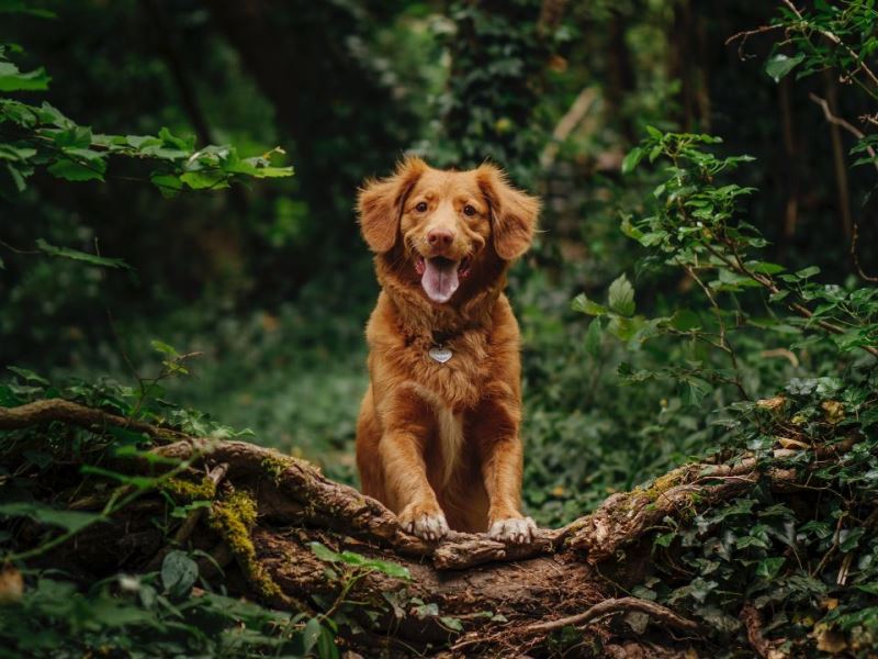 犬隻也能協助保育工作？保育偵測犬創新與運