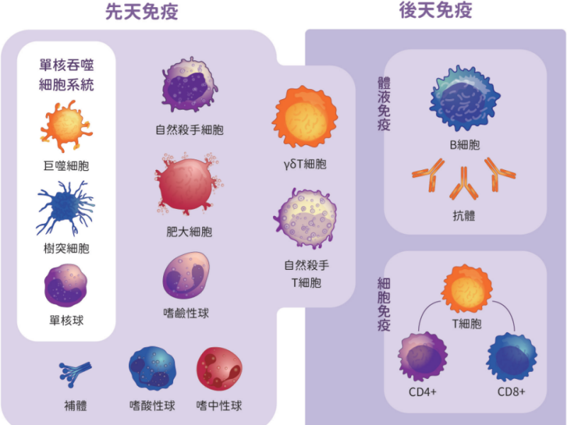 怎麼設計出一支疫苗？先從了解人體內的免疫機制開始