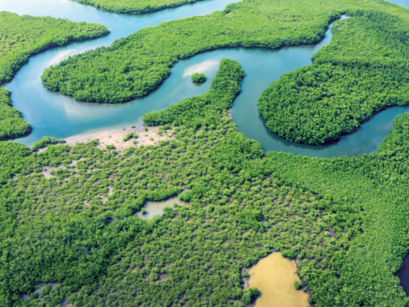 亞馬遜雨林的「韌性」正在漸漸下降？