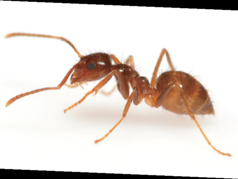 微孢子蟲來襲 入侵種螞蟻的惡夢