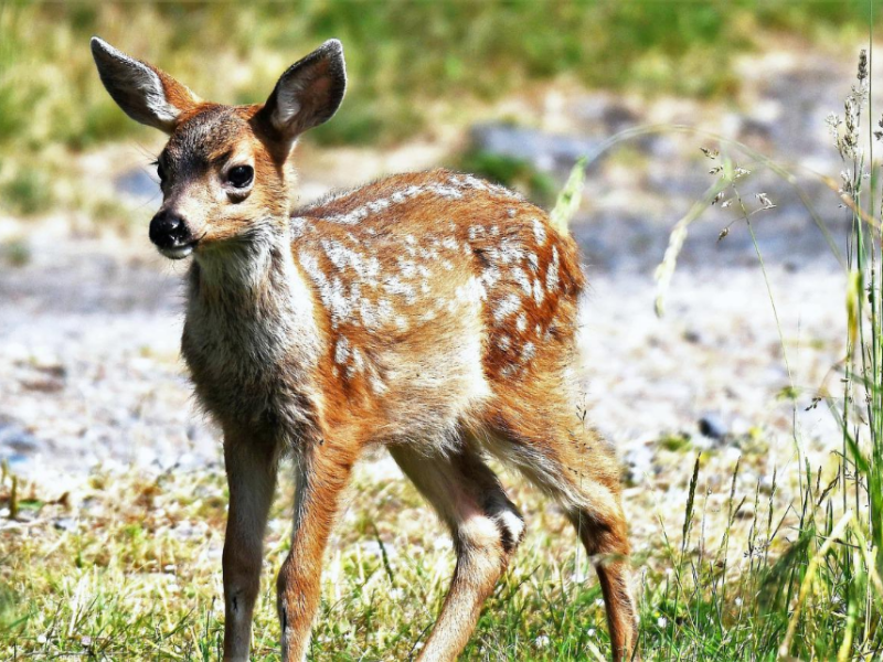 鹿也要被捅鼻子？COVID-19在野生鹿群間的傳播