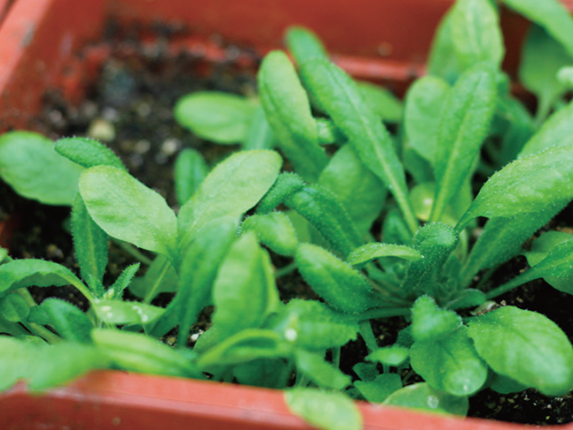 科學家首次在月球土壤中種植出植物