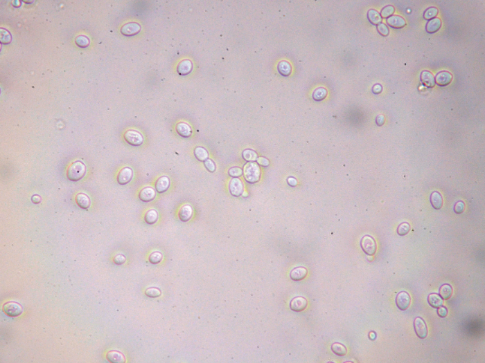 釀酒酵母的前世今生 中央研究院生物多樣性研究 中心副研究員蔡怡陞專訪