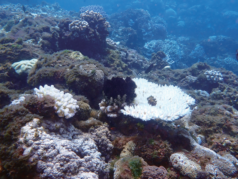 來自海洋的警訊 阻止熱浪侵襲帶來的珊瑚白化危機