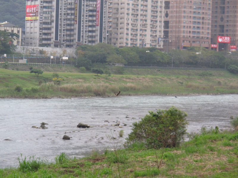 溯河性香魚再現淡水河流域之倡議