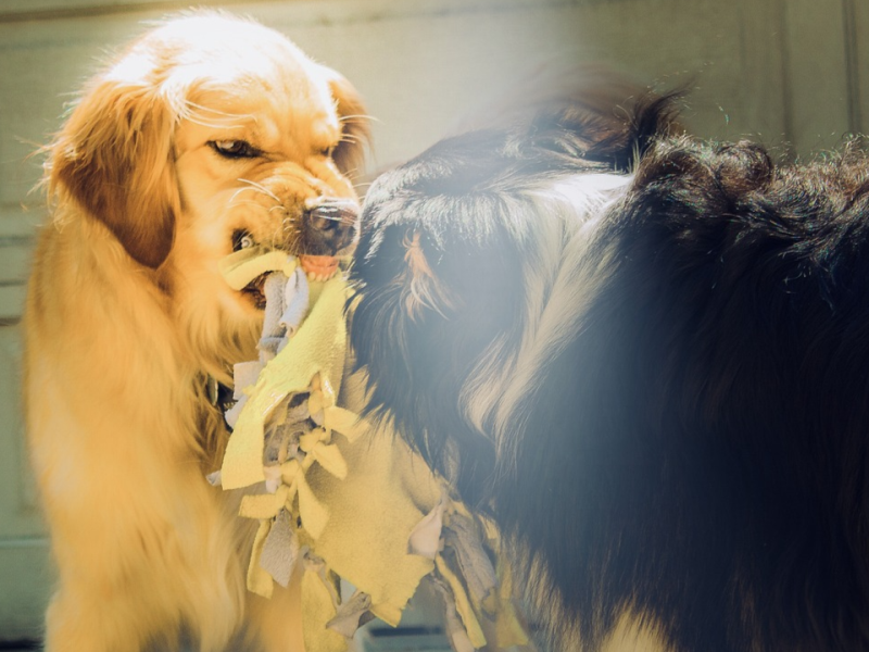 【大家談科學】另類塞翁失馬—經由蝙蝠叮咬或可對抗致死性狂犬病