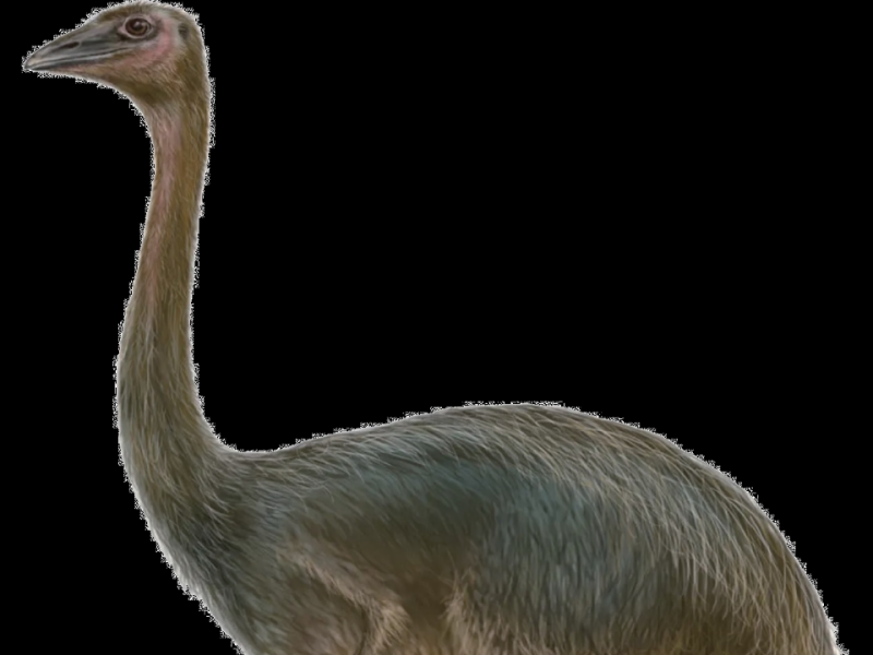 蛋殼化石揭露 古代巨鳥的祕密