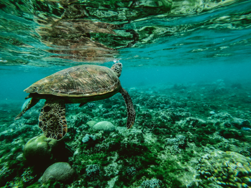 聯合國《公海條約》能挽救逐漸下降的海洋生物多樣性嗎？