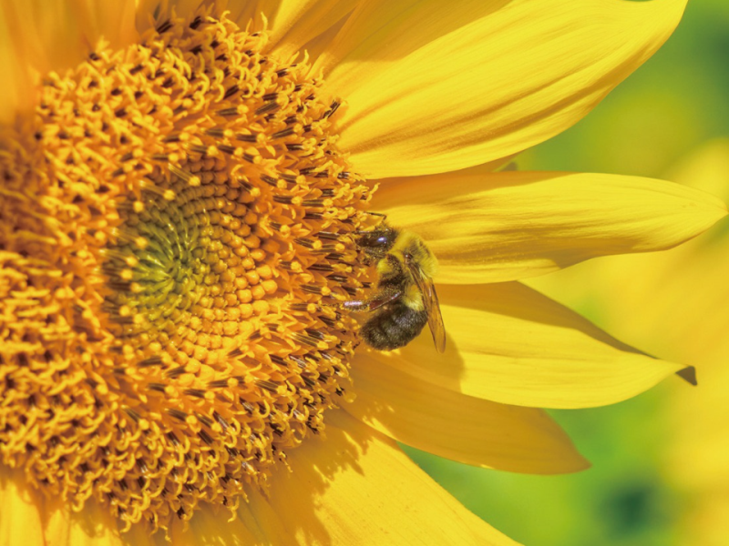 幫助蜜蜂遠離寄生蟲的多刺花粉