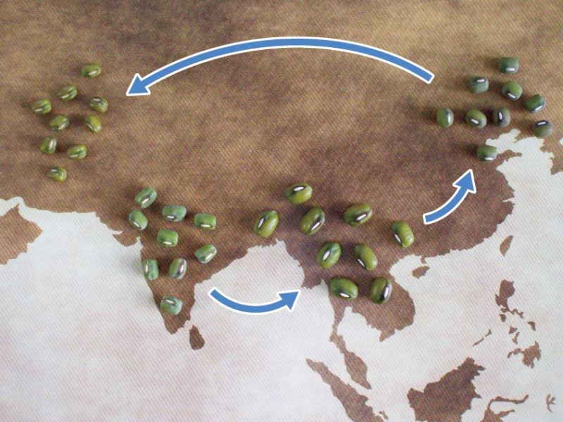 「綠豆」生「南亞」，之後往哪去？破解綠豆的傳播路徑