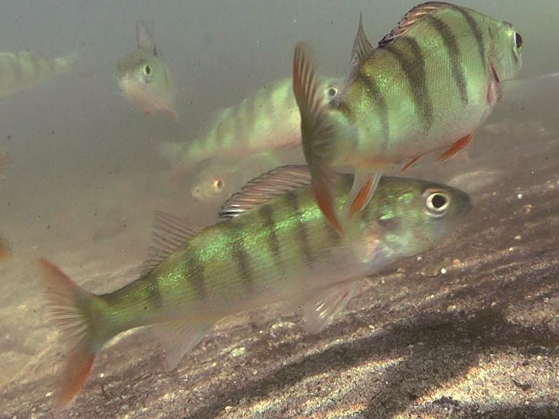 生物可分解塑膠可能改變鱸魚的行為