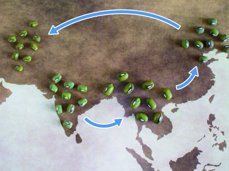 「綠豆」生「南亞」，之後往哪去？ 破解綠豆的傳播路徑